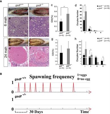 Homozygous Mutation of gsdf Causes Infertility in Female Nile Tilapia (Oreochromis niloticus)